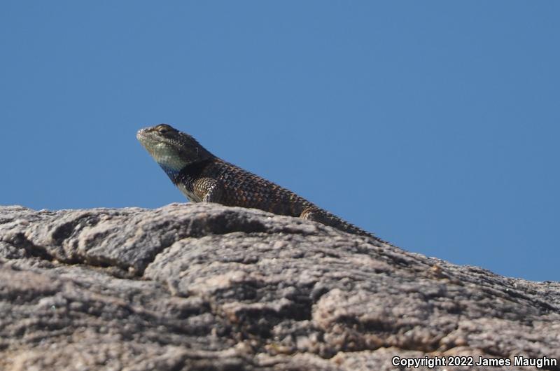 Yellow-backed Spiny Lizard (Sceloporus uniformis)