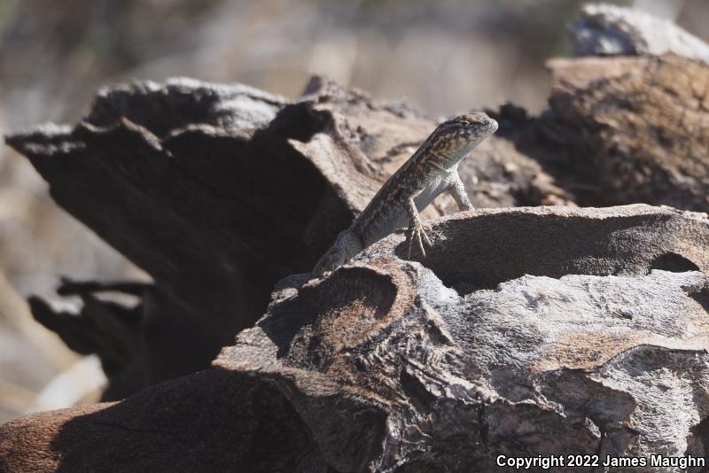 Western Side-blotched Lizard (Uta stansburiana elegans)