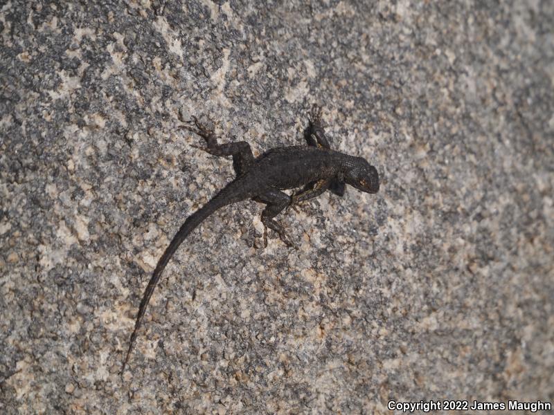 Great Basin Fence Lizard (Sceloporus occidentalis longipes)