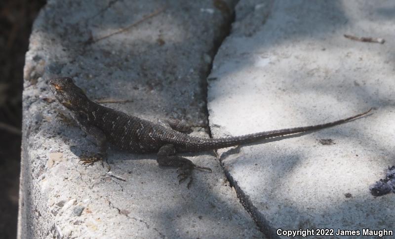 Great Basin Fence Lizard (Sceloporus occidentalis longipes)