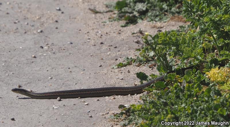 Coast Gartersnake (Thamnophis elegans terrestris)