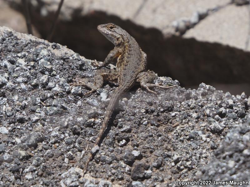 Coast Range Fence Lizard (Sceloporus occidentalis bocourtii)