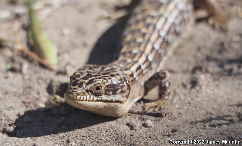 California Alligator Lizard (Elgaria multicarinata multicarinata)