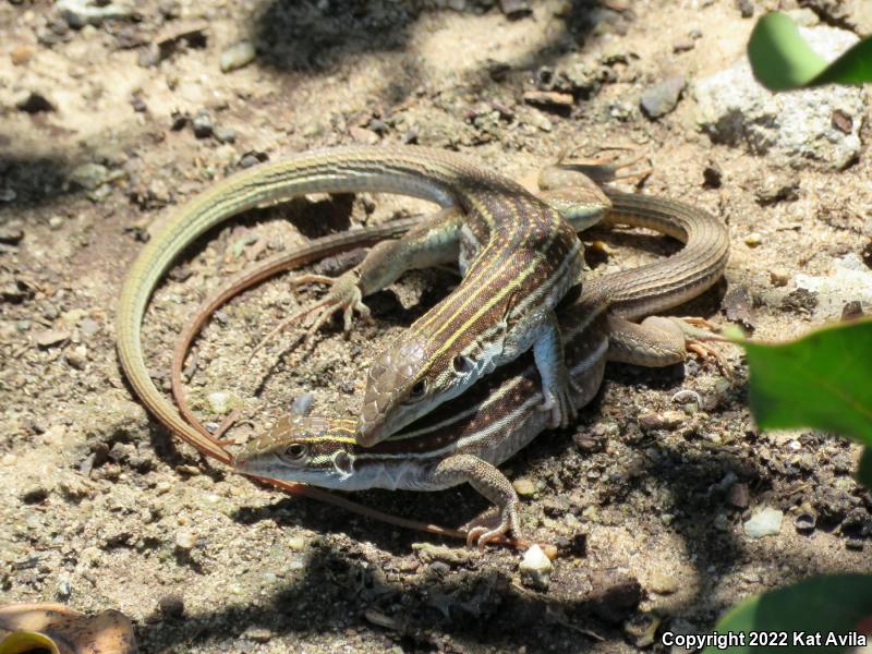 Coastal Whiptail (Aspidoscelis tigris stejnegeri)