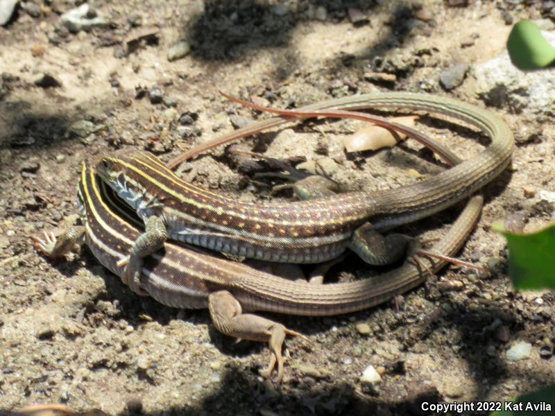 Coastal Whiptail (Aspidoscelis tigris stejnegeri)