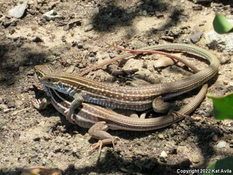 Coastal Whiptail (Aspidoscelis tigris stejnegeri)