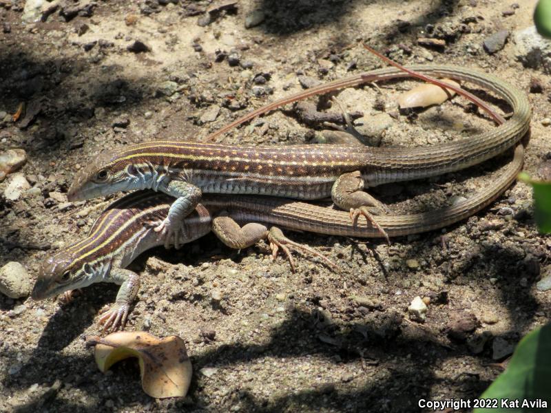 Coastal Whiptail (Aspidoscelis tigris stejnegeri)