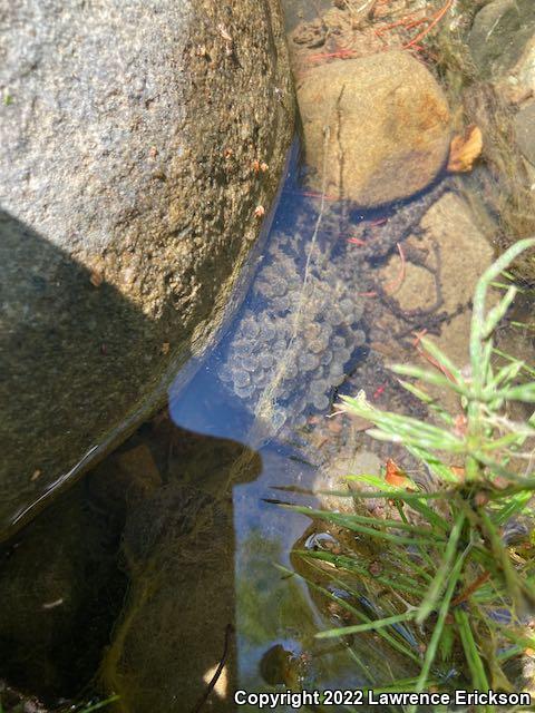 Foothill Yellow-legged Frog (Rana boylii)