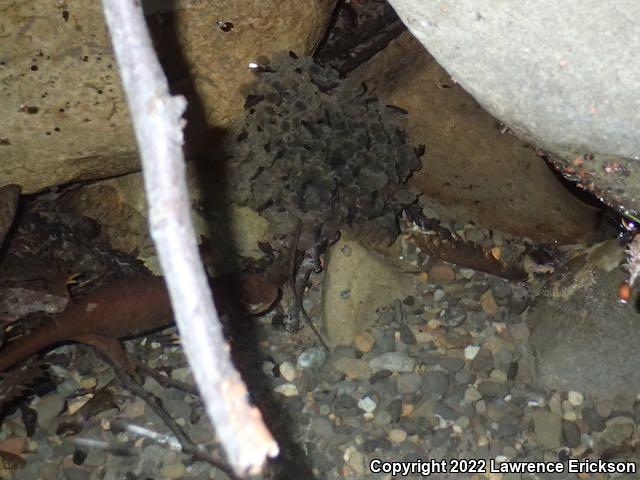 Foothill Yellow-legged Frog (Rana boylii)