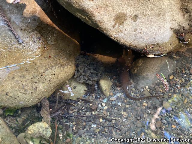 Coast Range Newt (Taricha torosa torosa)