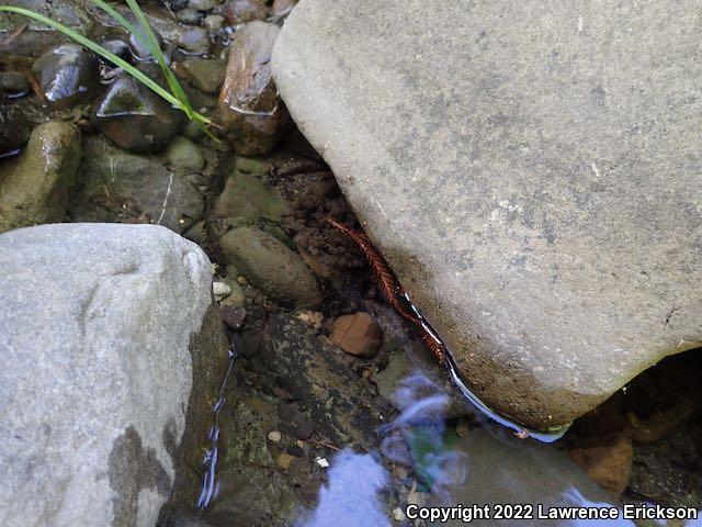 Foothill Yellow-legged Frog (Rana boylii)