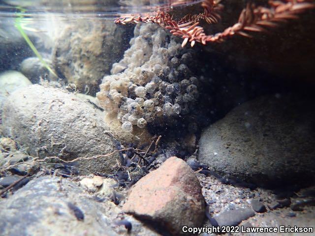 Foothill Yellow-legged Frog (Rana boylii)