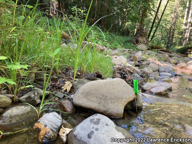 Foothill Yellow-legged Frog (Rana boylii)