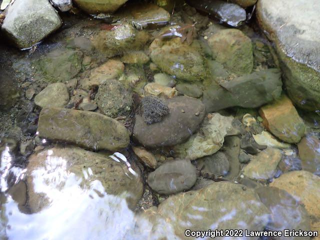 Foothill Yellow-legged Frog (Rana boylii)