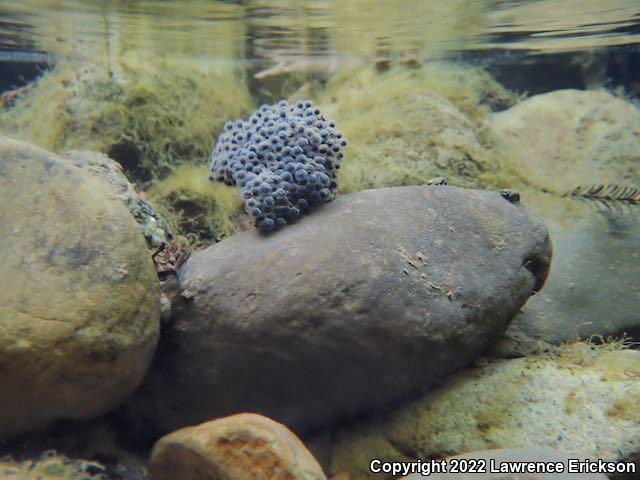 Foothill Yellow-legged Frog (Rana boylii)