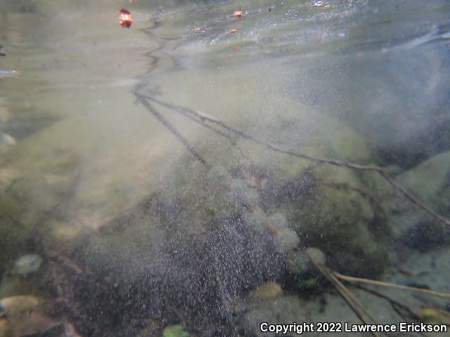 Coast Range Newt (Taricha torosa torosa)