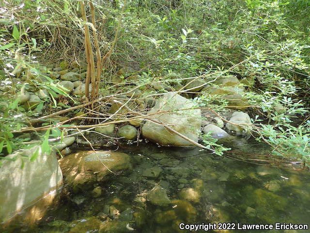 Coast Range Newt (Taricha torosa torosa)