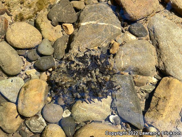 Foothill Yellow-legged Frog (Rana boylii)