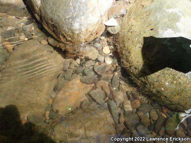 Foothill Yellow-legged Frog (Rana boylii)