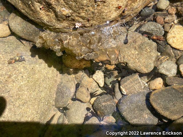 Foothill Yellow-legged Frog (Rana boylii)