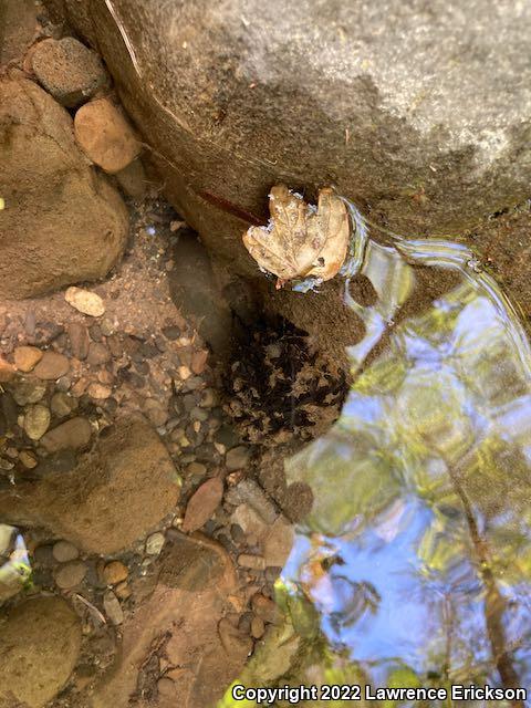 Foothill Yellow-legged Frog (Rana boylii)