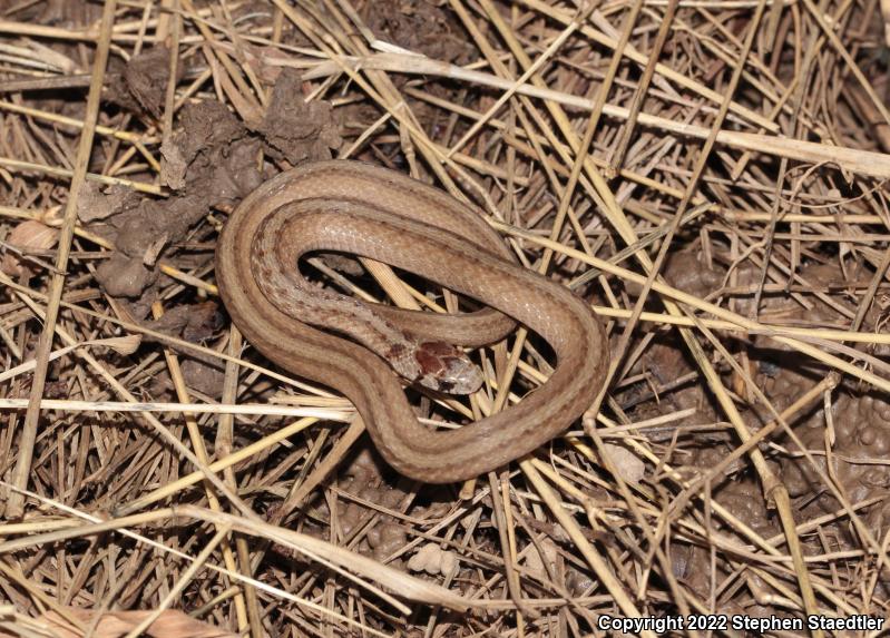 Northern Brownsnake (Storeria dekayi dekayi)