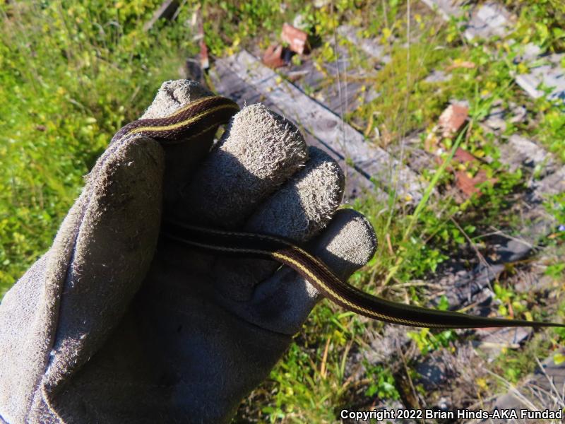 Coast Gartersnake (Thamnophis elegans terrestris)