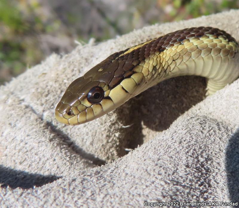 Coast Gartersnake (Thamnophis elegans terrestris)