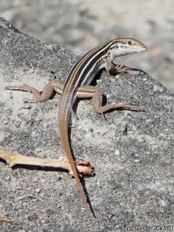 Coastal Whiptail (Aspidoscelis tigris stejnegeri)