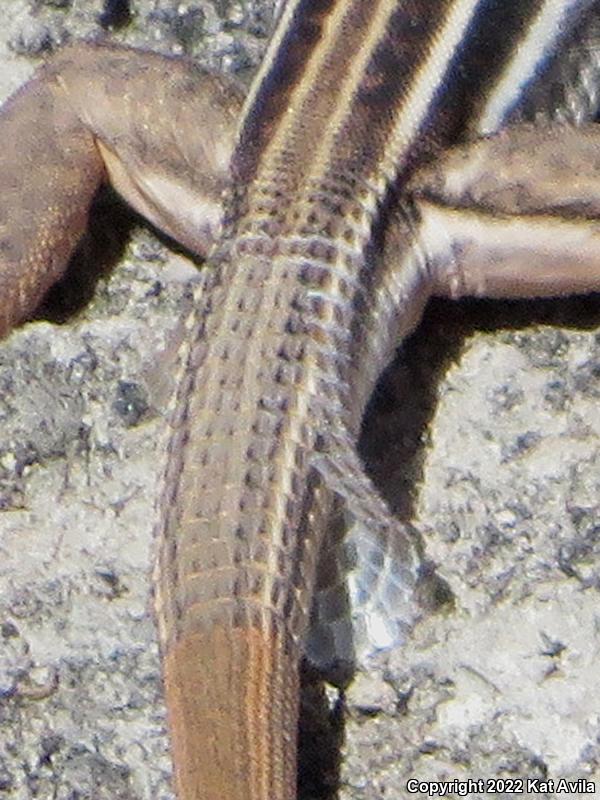 Coastal Whiptail (Aspidoscelis tigris stejnegeri)