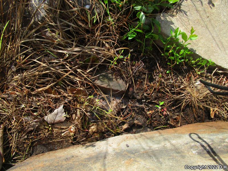 Northern Red-bellied Snake (Storeria occipitomaculata occipitomaculata)