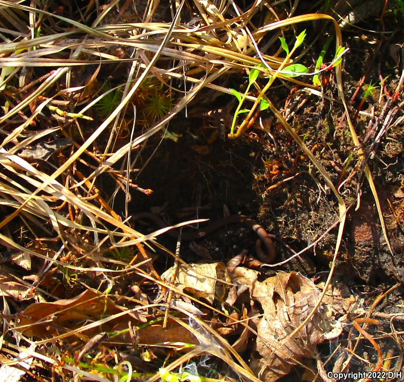 Northern Red-bellied Snake (Storeria occipitomaculata occipitomaculata)