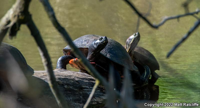 Northern Red-bellied Cooter (Pseudemys rubriventris)