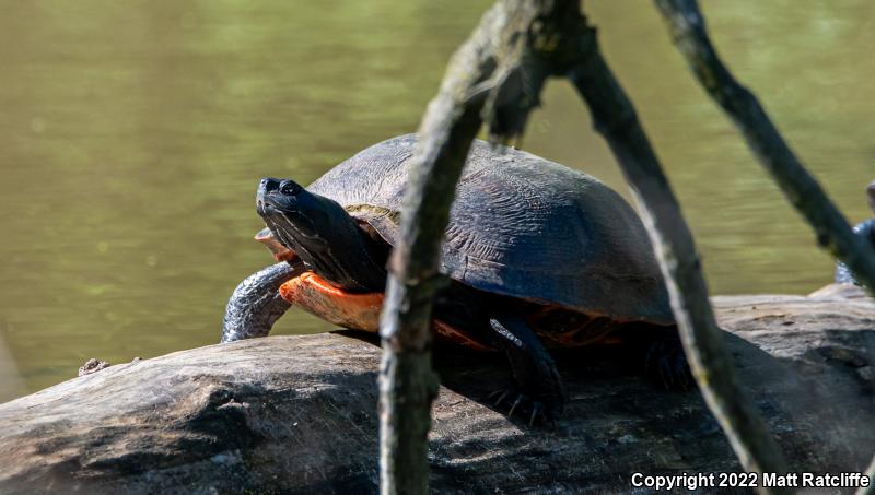 Northern Red-bellied Cooter (Pseudemys rubriventris)