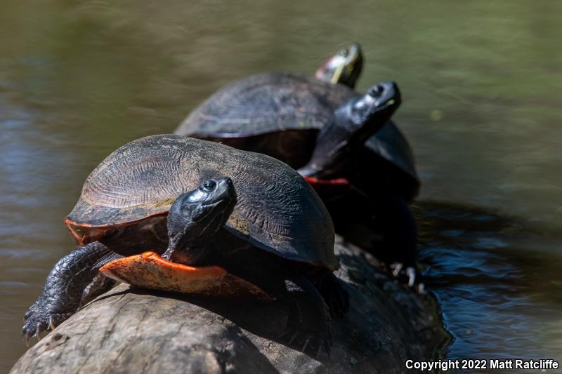 Northern Red-bellied Cooter (Pseudemys rubriventris)