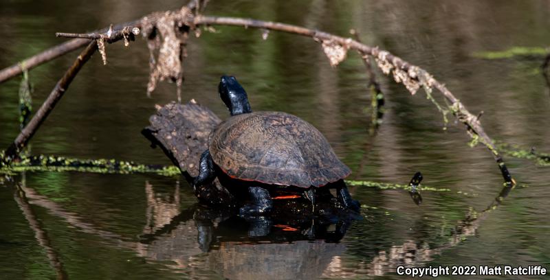 Northern Red-bellied Cooter (Pseudemys rubriventris)