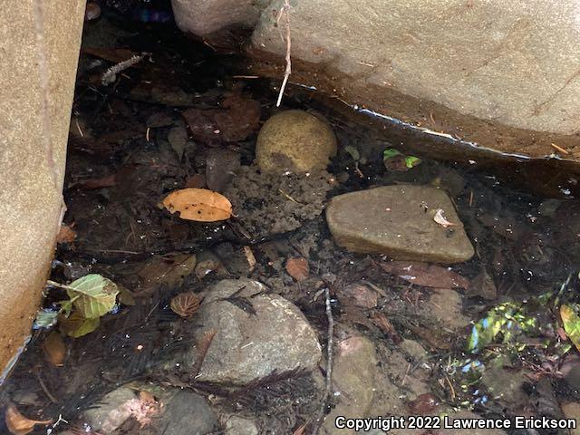 Foothill Yellow-legged Frog (Rana boylii)