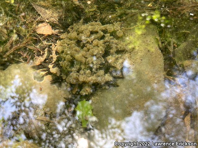 Foothill Yellow-legged Frog (Rana boylii)