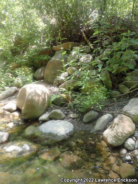 Foothill Yellow-legged Frog (Rana boylii)