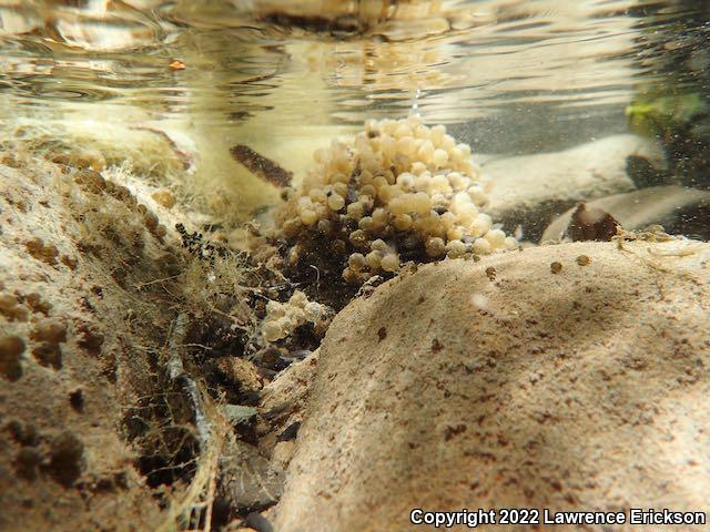 Foothill Yellow-legged Frog (Rana boylii)