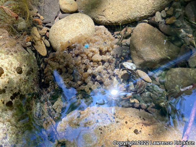 Foothill Yellow-legged Frog (Rana boylii)