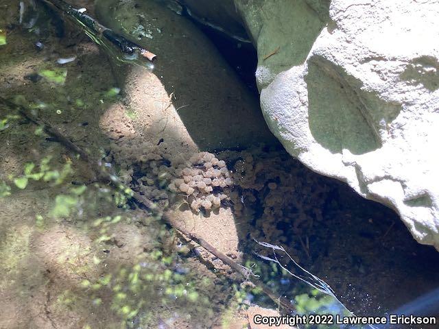 Foothill Yellow-legged Frog (Rana boylii)