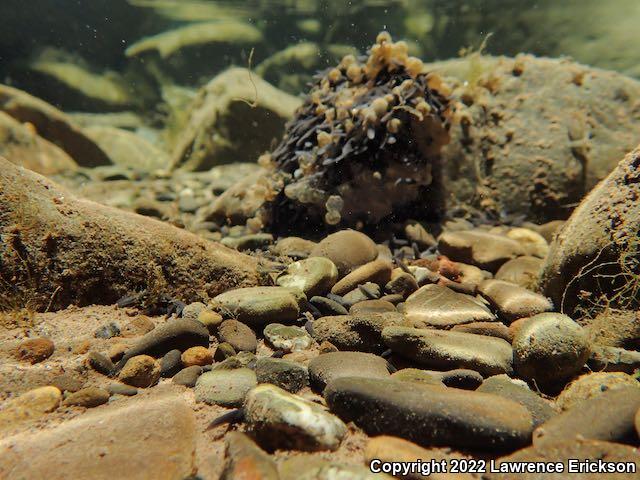 Foothill Yellow-legged Frog (Rana boylii)