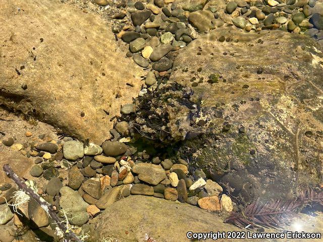 Foothill Yellow-legged Frog (Rana boylii)