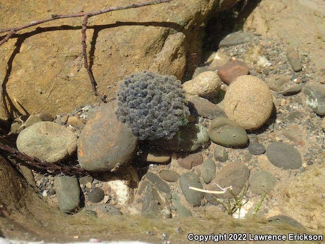 Foothill Yellow-legged Frog (Rana boylii)