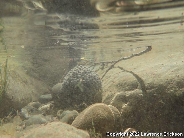 Foothill Yellow-legged Frog (Rana boylii)