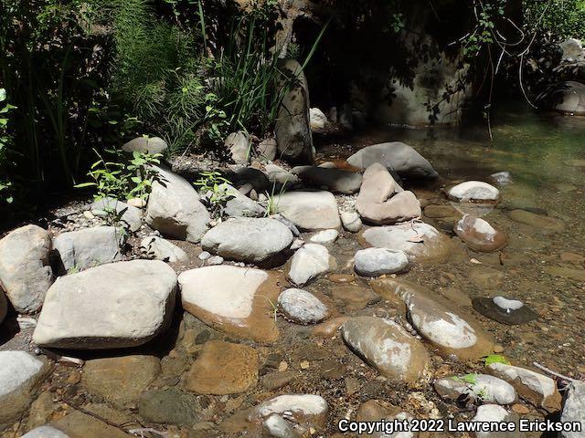 Foothill Yellow-legged Frog (Rana boylii)