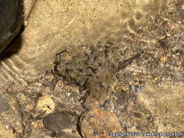 Foothill Yellow-legged Frog (Rana boylii)