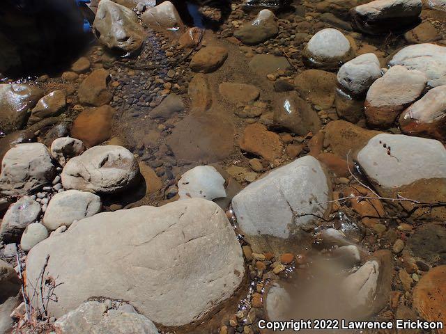 Foothill Yellow-legged Frog (Rana boylii)