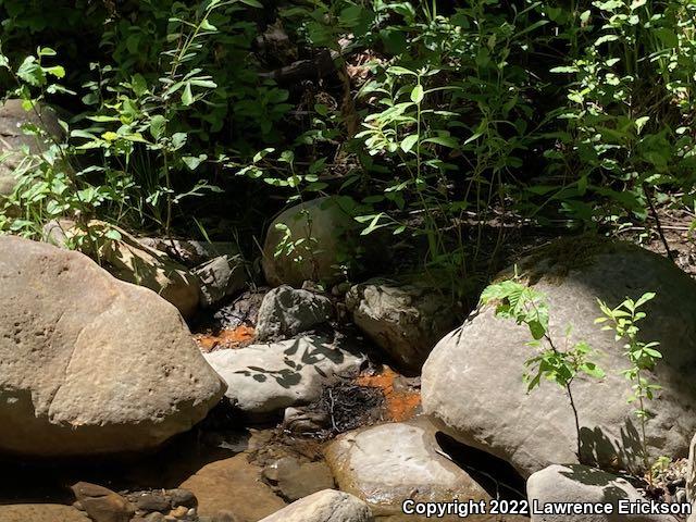 Foothill Yellow-legged Frog (Rana boylii)